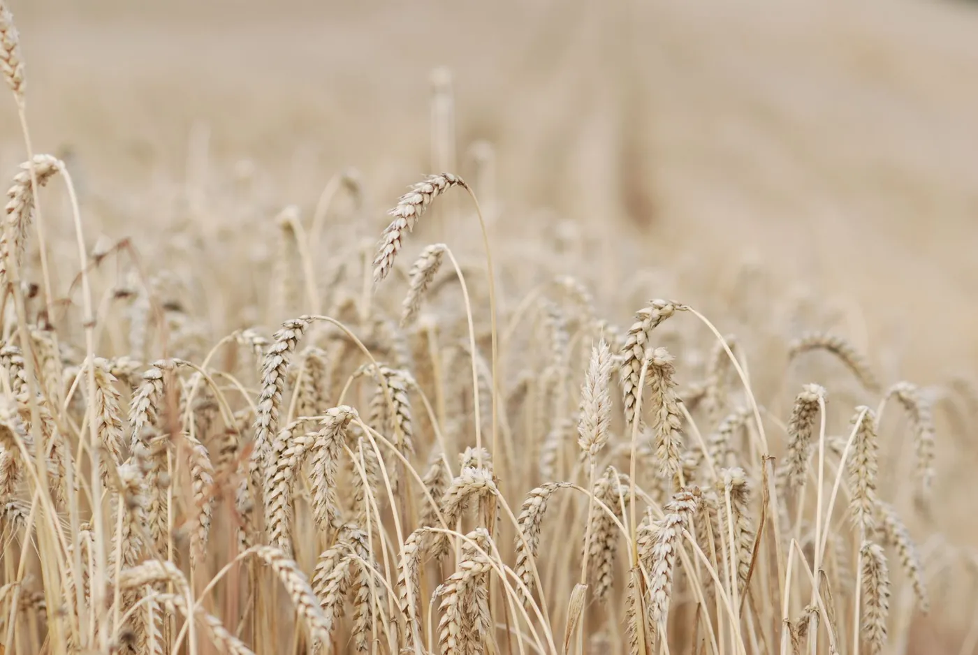 A close crop of ripe wheat, the heads heavy and bent over on their stalks, with a blurred field behind